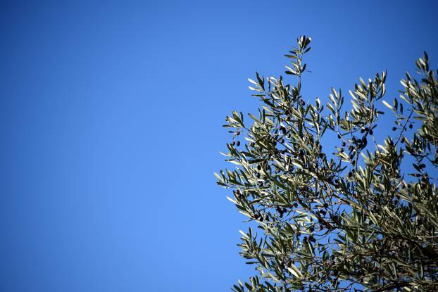 Maslina na Brijunima jedna je od najstarijih na Mediteranu