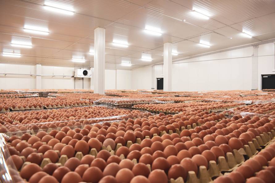 Spasimo hrvatsku proizvodnju jaja i hrvatske farmere!