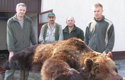 Odstrijeljeni medvjed od 320 kg imao je trihinelozu