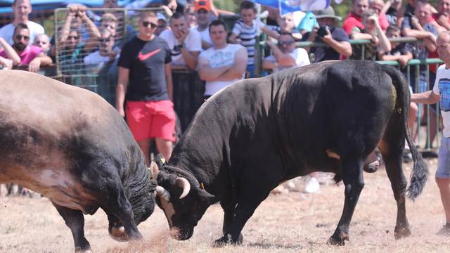 Užas u Radošiću na bikijadi: Muškarca je ozlijedio bik!