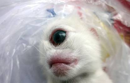 Prirodni fenomen: Mačka u Kini okotila jednookog mačića