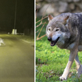 'Zvali smo Zoo, pokušali su je uspavati, ali im je pobjegla...'