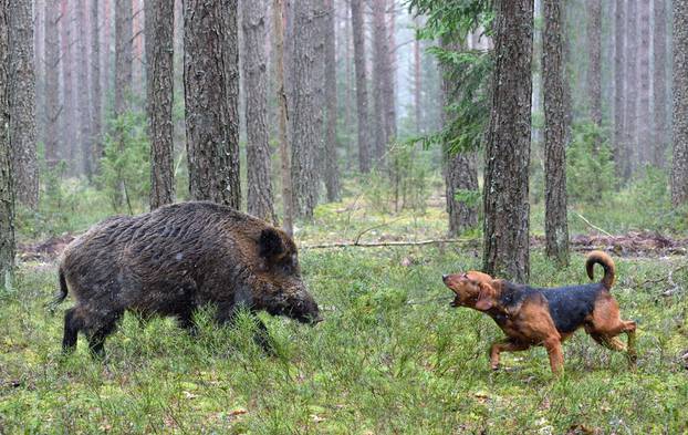 Belarusian,Gonchak,Hound,,A,National,Dog,Breed,Of,Belarus,,Hunting