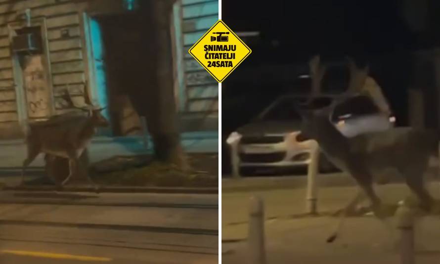 Ne boj se, jelenko, lovac Andrija je uhićen: 'Snimili smo ga na Ilici. Mi iz grada, a on u grad!'