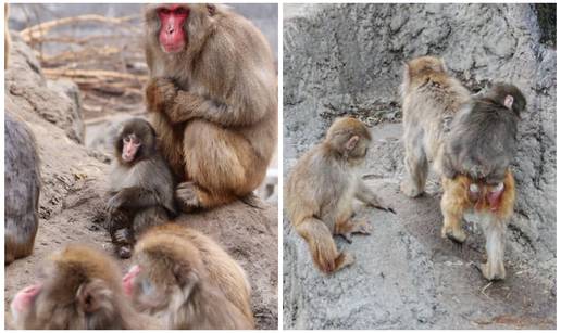 FOTO Majmun&ccaron;i&cacute; Punch sad je glavni u dru&scaron;tvu: Pli&scaron;anca bacio