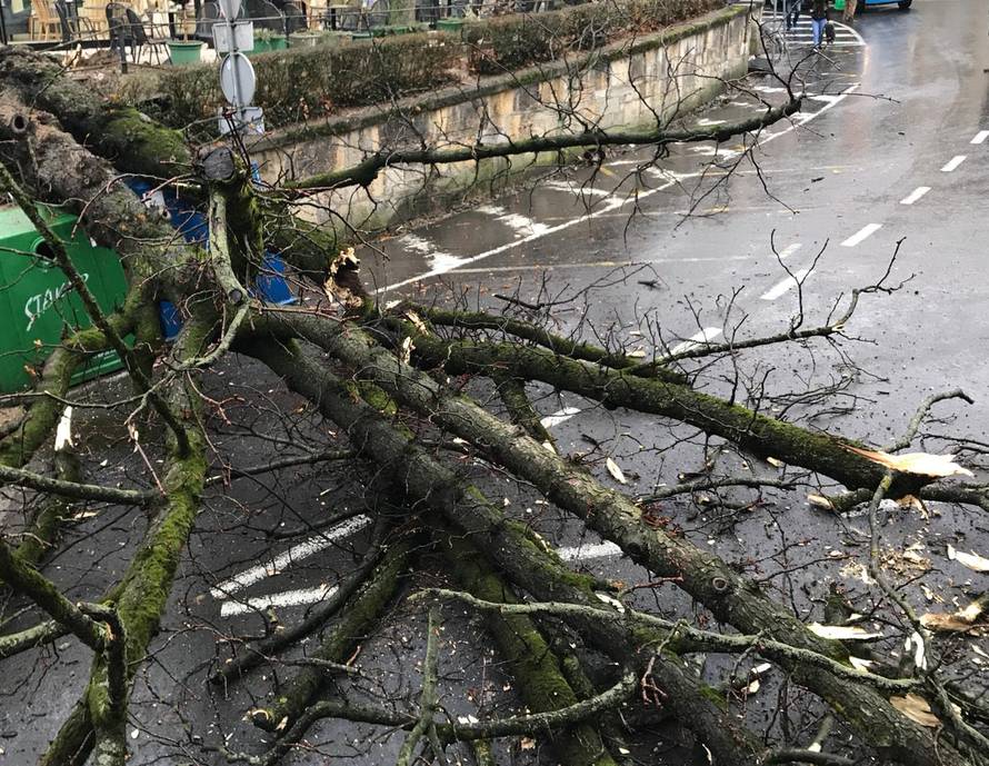 Čuo se prasak: Ogromno stablo srušilo se na ulicu u Zagrebu...