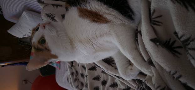 SUPER FOTKE vaših ljubimaca! Neki bi mogli biti viralni hit, ali svi su jednostavno neodoljivi