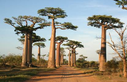 Madagaskar - zemlja lemura, baobaba i  morskih radosti...