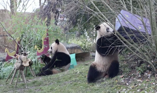 VIDEO To su si baš željeli: Pande i orangutani navalili na poklone