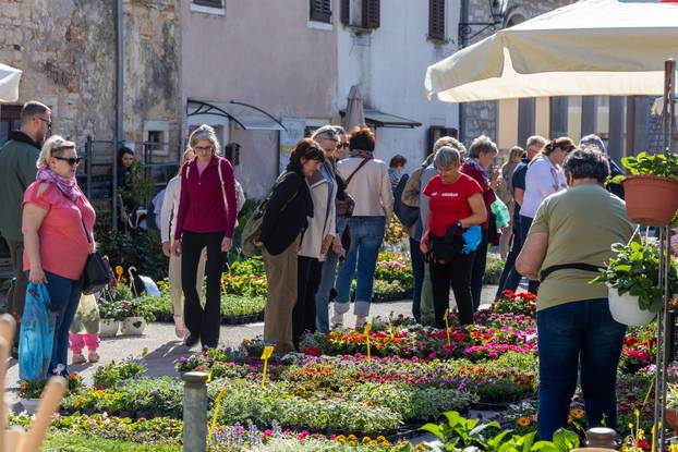 Svetivinčenat: Fešta od Rožic