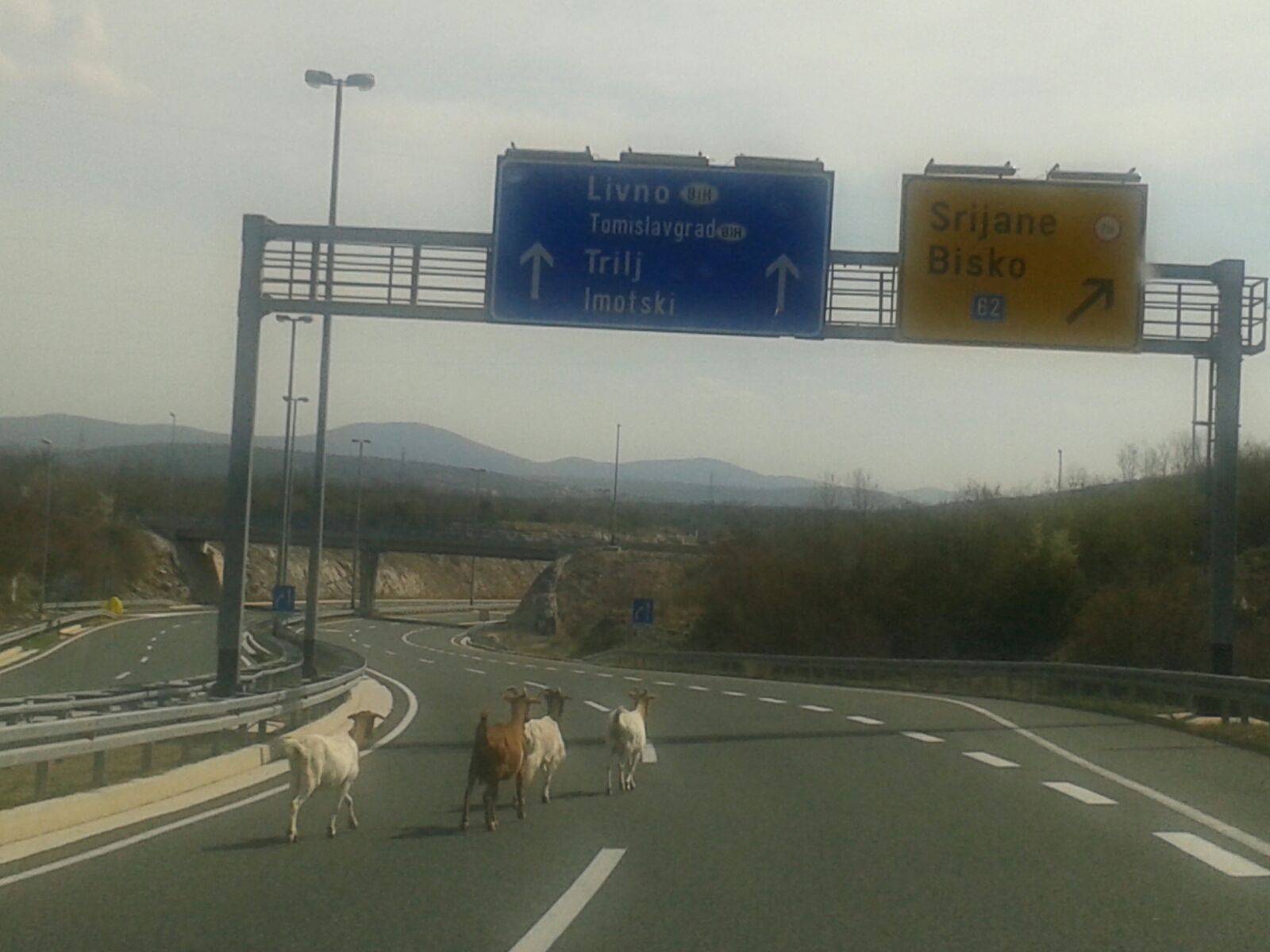 Koze na cesti: Cure, mi idemo dobro, evo na tabli piše ‘Livno’