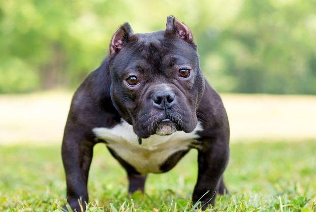 A short and muscular American Bully dog with cropped ears standing outdoors