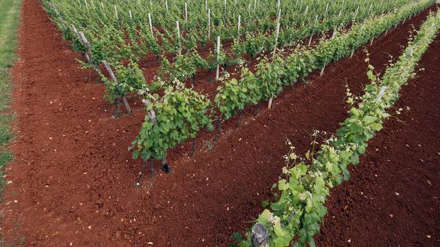 Vinski rat: U Sloveniji vinari zabranili prodaju našeg terana
