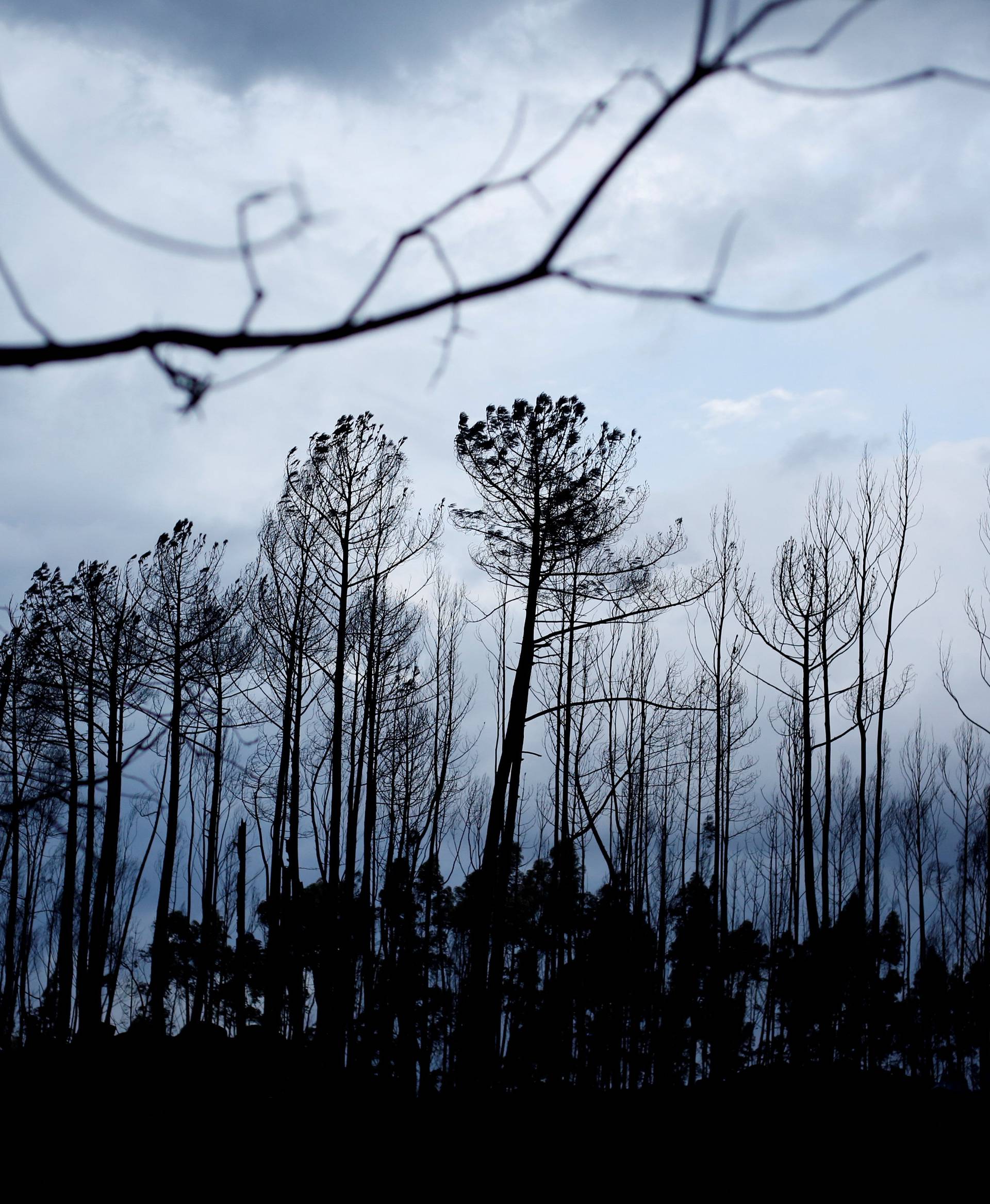 A part of a burnt forest is seen in Vila Nova