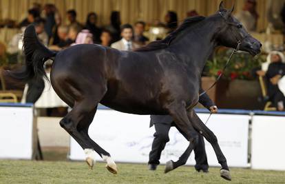 Konj saudijskog princa među najljepšima u Saudijskoj Arabiji 
