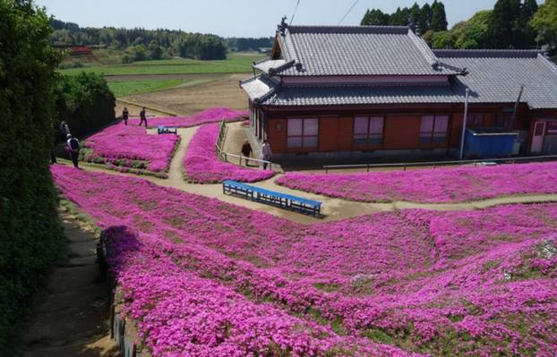 FOTO Pogledajte tu divotu: Farmer zasadio tisuće cvjetova za svoju slijepu suprugu
