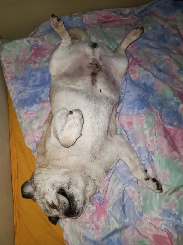 SUPER FOTKE vaših ljubimaca! Neki bi mogli biti viralni hit, ali svi su jednostavno neodoljivi