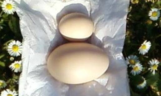 Superkoka Mara nese jaja te&scaron;ka &ccaron;ak 10 dekagrama