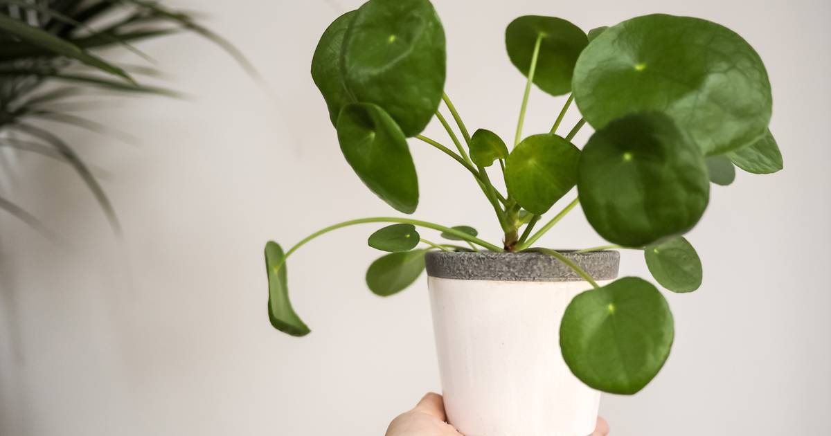 Revitalize Your Space with These Plants: Here’s How to Breathe New Life from the Leaves