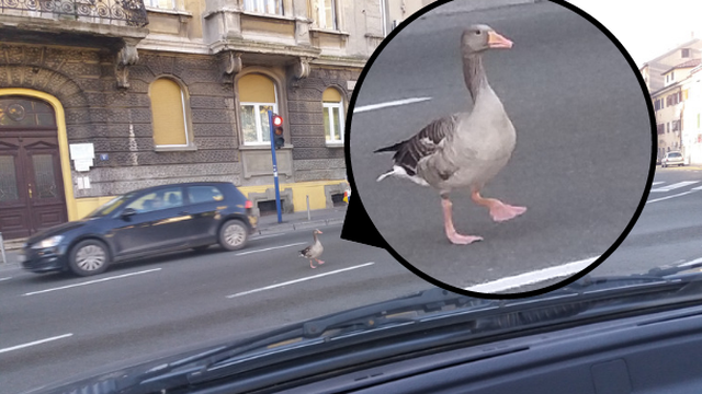 A kamo je krenula? Guska dan provela u šetnji centrom grada