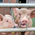 Prvi slučaj afričke svinjske kuge u Brodsko-posavskoj županiji