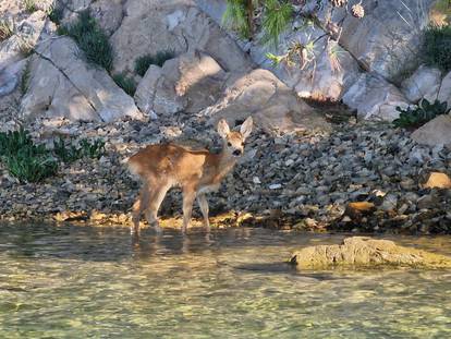 Bambi iz šibenskog kanala: Lane traži mamu koja je dan ranije uginula od ugriza zmije