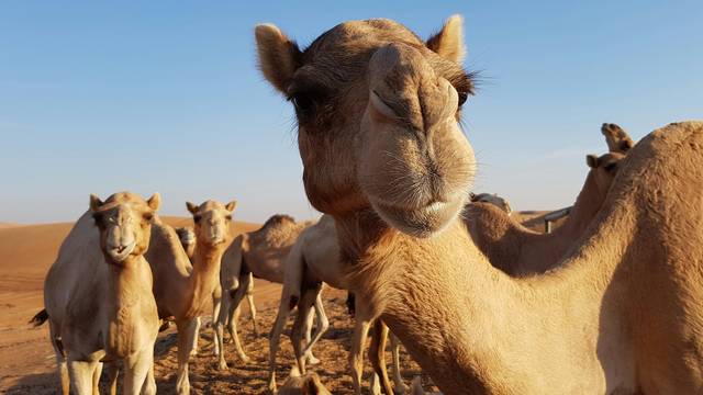 Žive glamurozno: Najljepše deve Saudijske Arabije borave u vrlo luksuznom i skupom hotelu