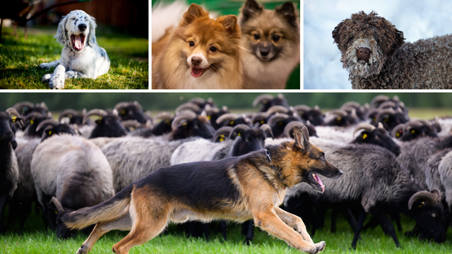Ekskluzivno: Ovo su podaci o najpopularnijim pasminama pasa u nas. Iznenađujući su!