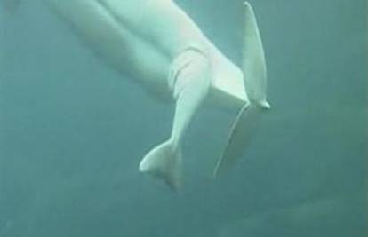Turisti su snimili rođenje mladunca kita u akvariju