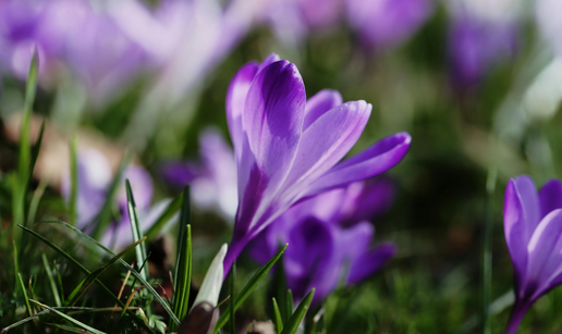 Visibabe, ljubice, &scaron;afrani: Evo &scaron;to smijete brati, a &scaron;to ne i kad &cacute;e vas sna&cacute;i paprena kazna...