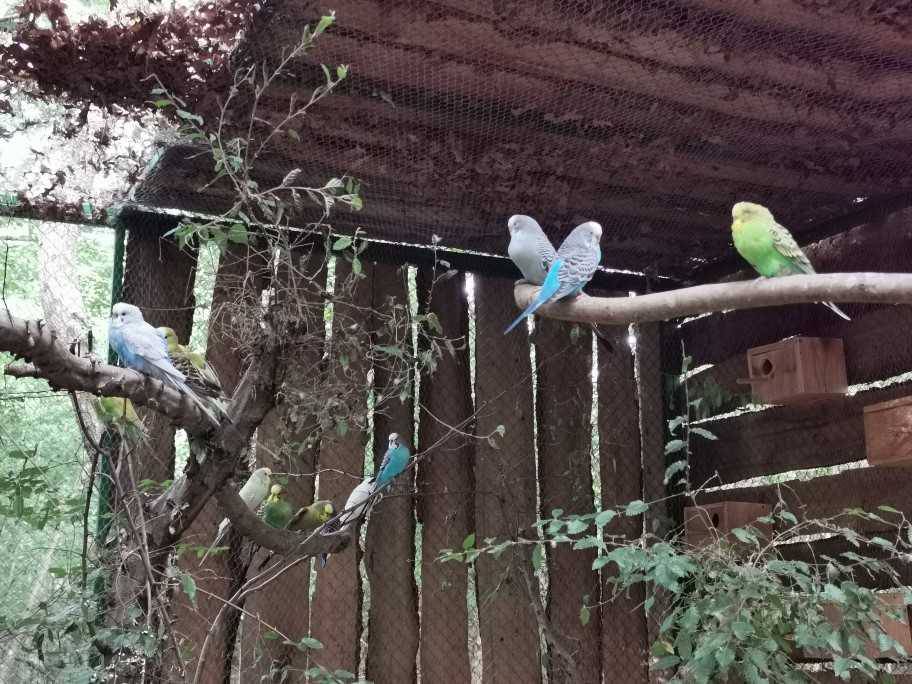 Otvara se prvi hrvatski park za ptice u šumi nedaleko od Poreča