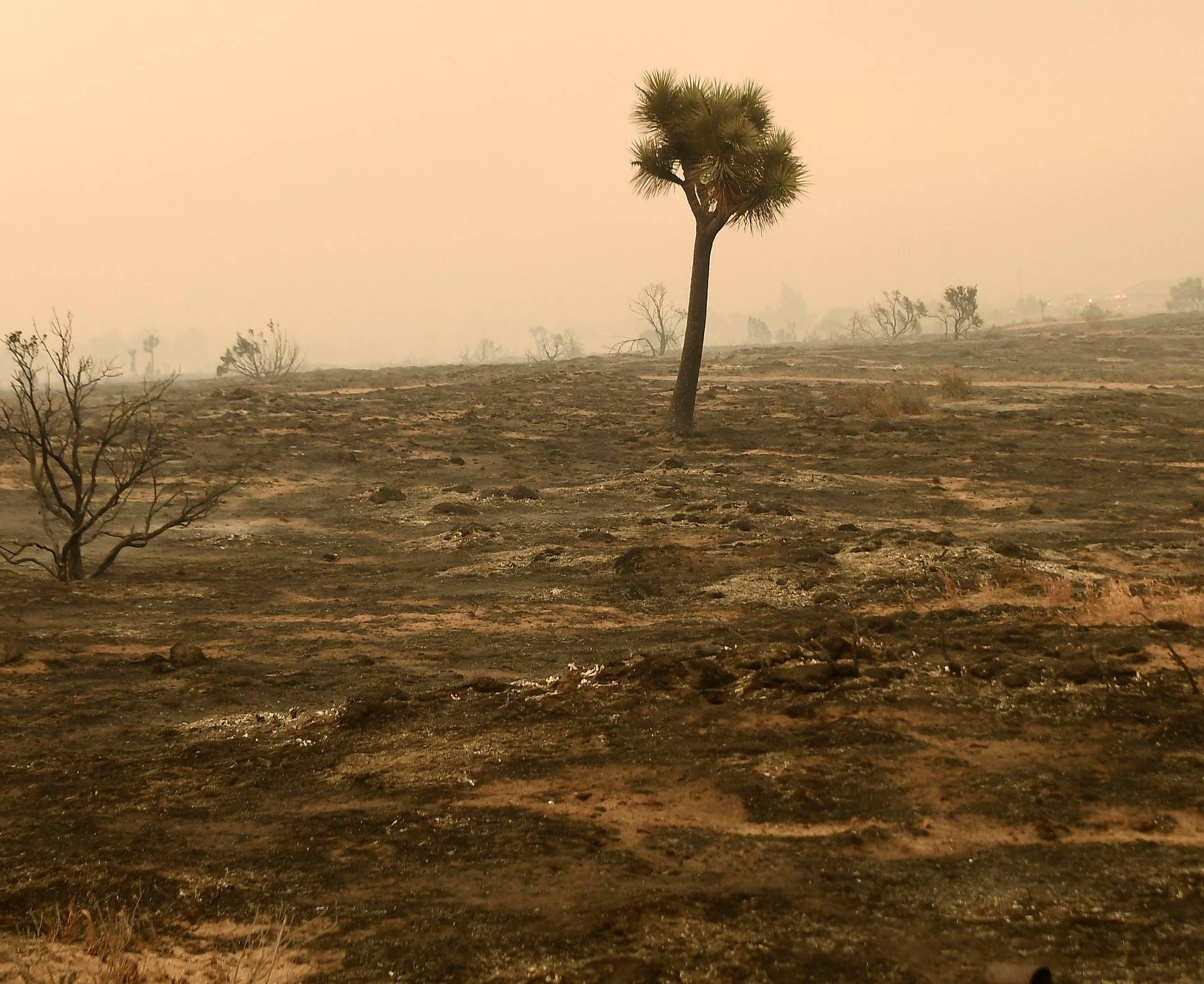 Charred landscape is shown after the so-called Bluecut Fire burned through in San Bernardino County, California