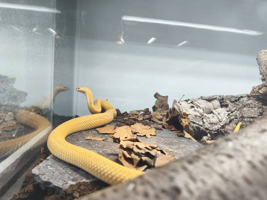 Netko je u Hrvatsku pokušao prošvercati kobre! Pogledajte što su sve oduzeli na carini!