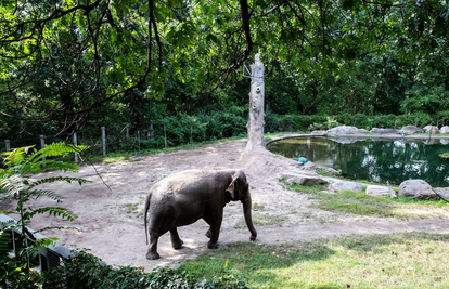 Tužna slonica Srećka: Pustite ju, depresivna je već 13 godina