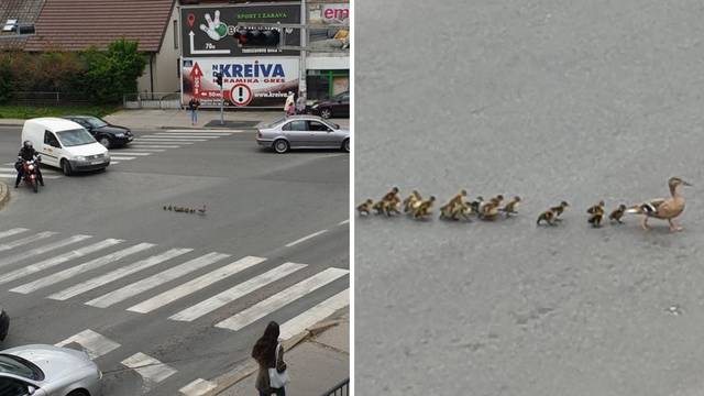 Bez nervoze: Vozači čekali dok je mama patka vodila klince