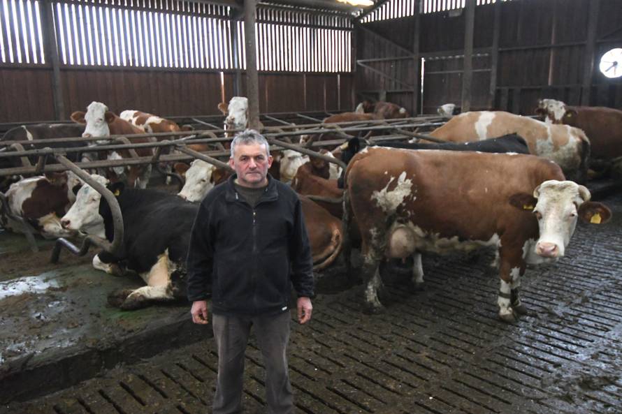 Donja Petrička: Četiri krave u OPG-u Miroslava Trgovca unutar nekoliko dana otelile su osam telića