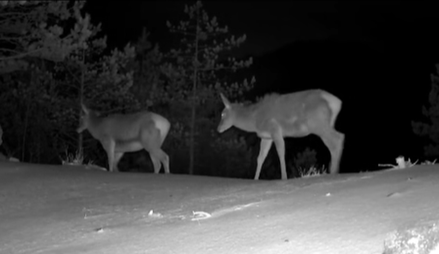 VIDEO Životinjsko carstvo u Paklenici: 'Naše kamere snimile su pravu životinjsku gužvu'