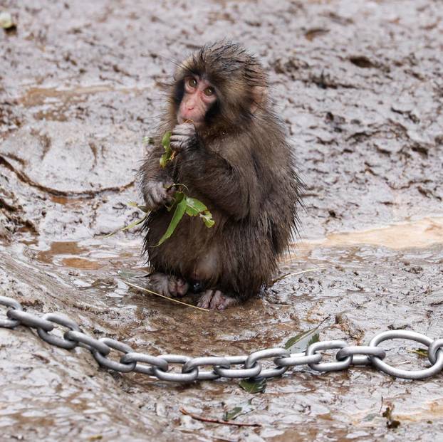 Punch, a Japanese macaque known for clinging to a stuffed orangutan, chews on tree leaves at Ichikawa City Zoo in Ichikawa
