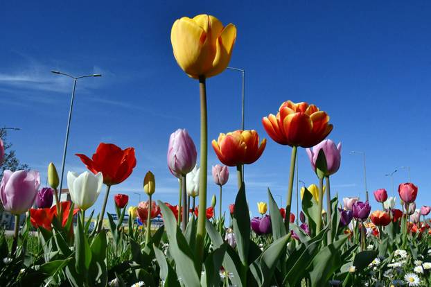 Slavonski Brod: Šarene cvjetne gredice rascvjetalih tulipana svojom ljepotom krase gradske parkove