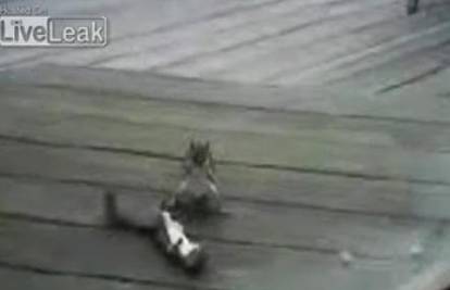 Vjeverice se potukle kao boksači na krovu zgrade