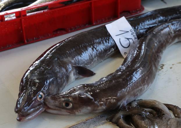 Šibenik: Ponuda ribe na šibenskoj ribarnici