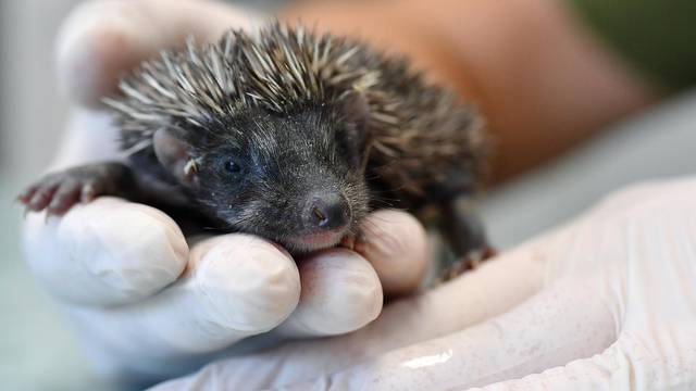 Dubrava: Nakon što im je mama umrla, mali ježevi oporavljaju se u veterinarskoj ambulanti