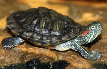 Zašto akvarijske kornjače nisu idealni ljubimci za malu djecu?