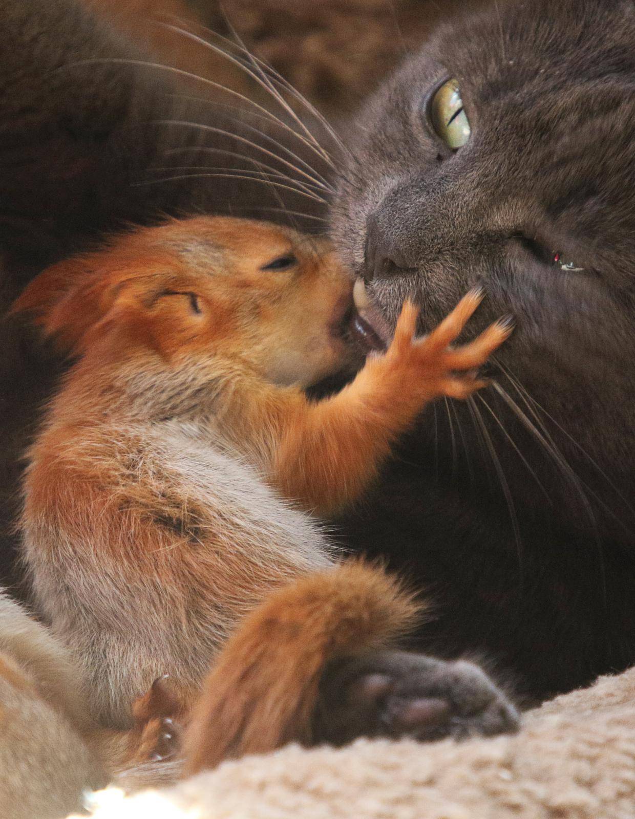 Pusha the cat licks a baby squirrel in Bakhchisaray