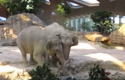 Mama i tata sloniću pomogli da izađe iz rupe 