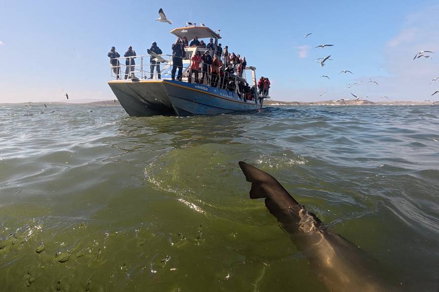 Disappearing great white sharks raise alarm over South Africa’s marine balance