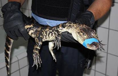 Ulovili odbjeglog krokodila te su ga priveli u postaju