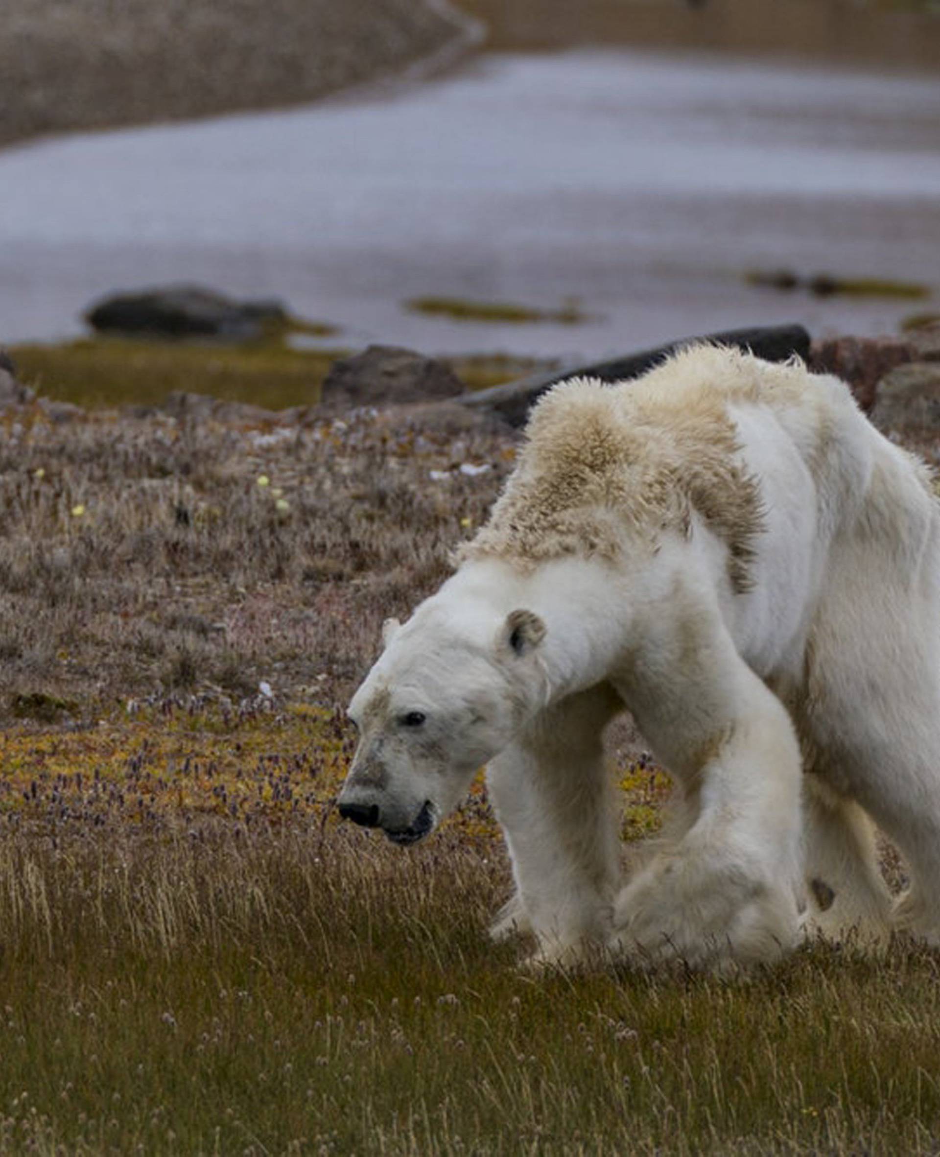 STARVING POLAR BEAR EATS TRASH