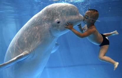 Neočekivani poljubac dječaka i beluga-kita