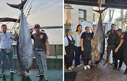 Kod Rovinja su ulovili morsku grdosiju, tunu od čak 250 kg!